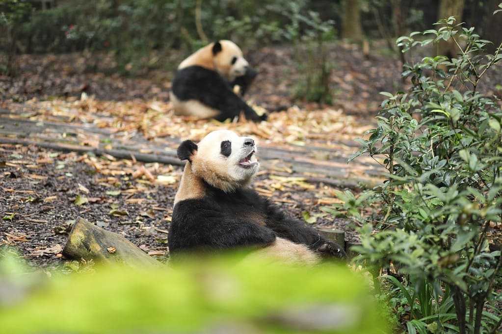 Pandas du Sichuan