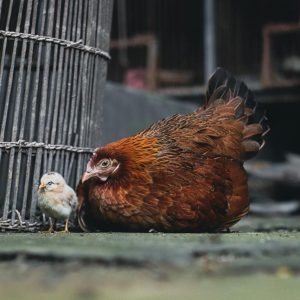 Quel type de mangeoire choisir selon le nombre de poules ?