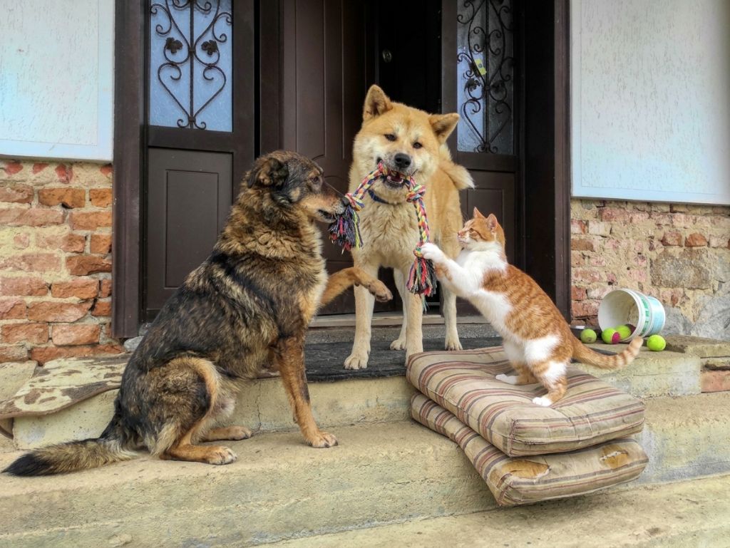 Peut-on donner la même nourriture à un chien et à un chat ?