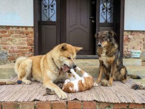Chien et chat : quelles différences dans leur alimentation ?