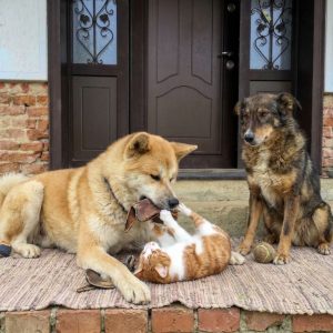 Chien et chat : quelles différences dans leur alimentation ?