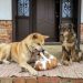 Chien et chat : quelles différences dans leur alimentation ?